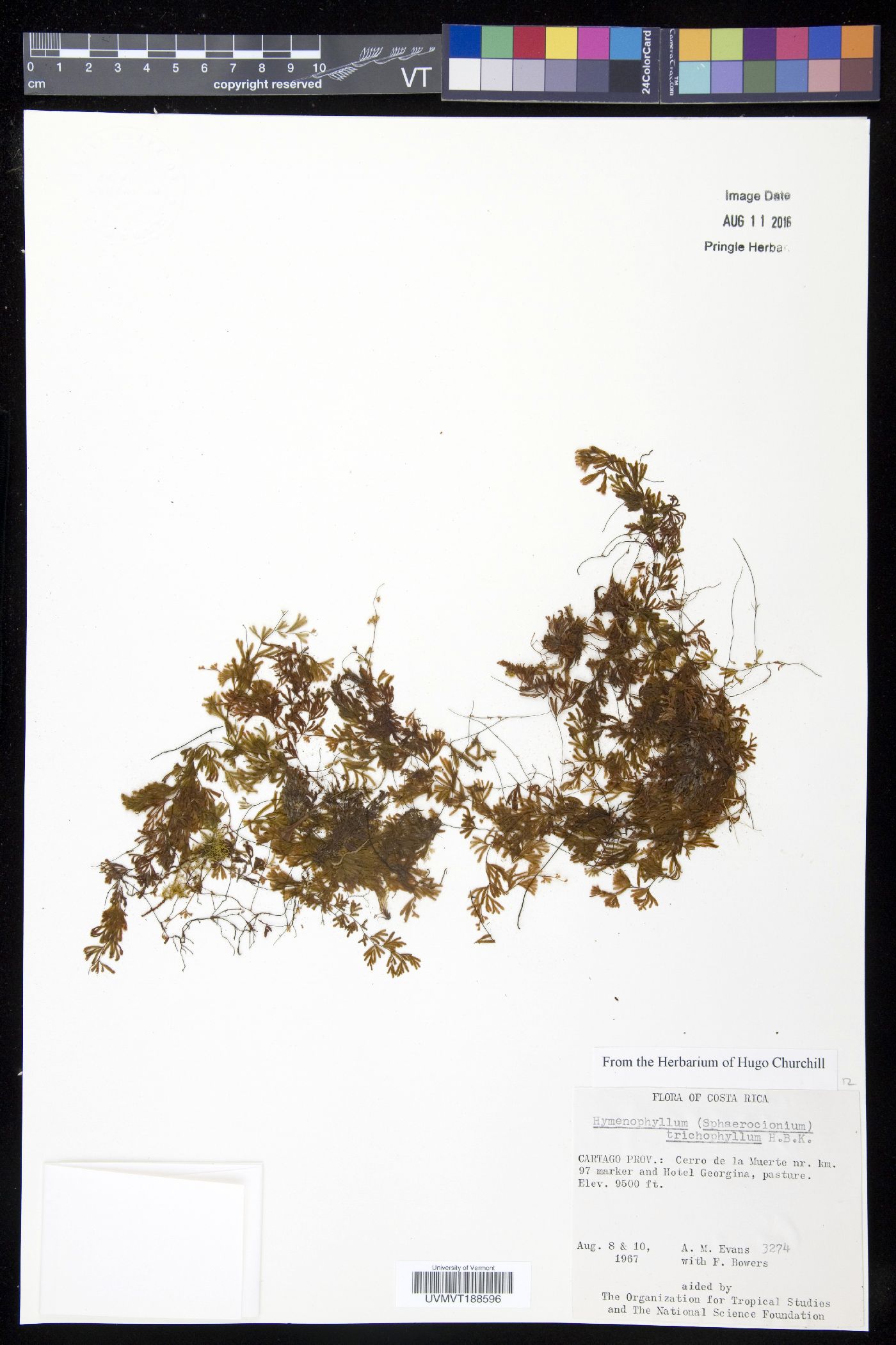 Hymenophyllum trichophyllum image