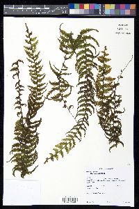 Hymenophyllum superbum image