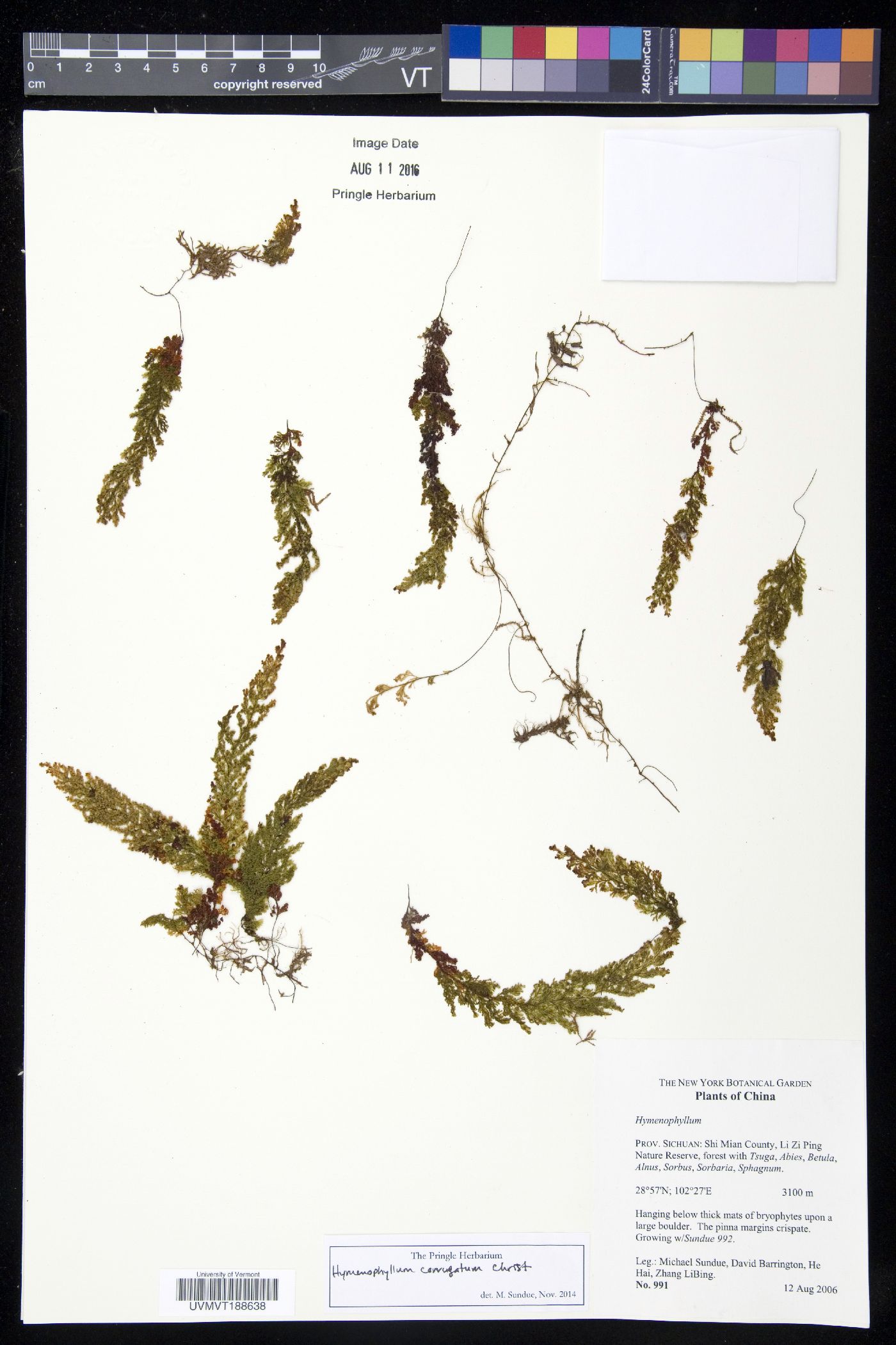 Hymenophyllum corrugatum image
