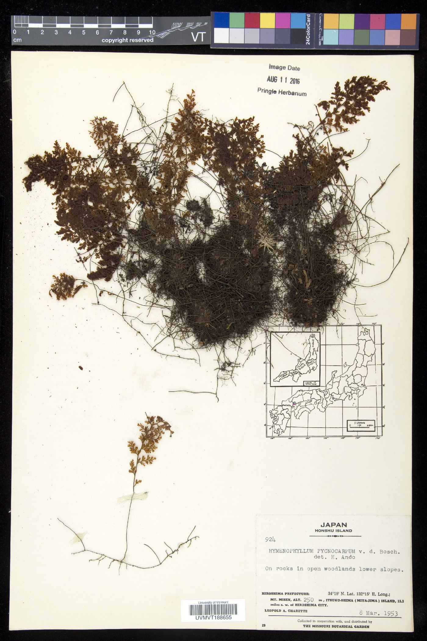 Hymenophyllum subdemissum image