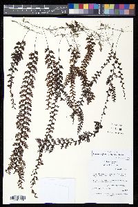 Hymenophyllum copelandii image