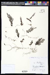 Hymenophyllum pallidum image