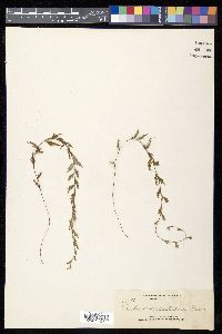 Hymenophyllum pallidum image