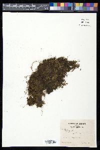 Hymenophyllum oligosorum image