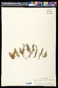 Hymenophyllum obtusum image