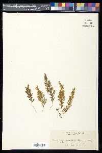 Hymenophyllum pilosissimum image