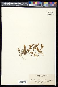 Hymenophyllum pilosissimum image