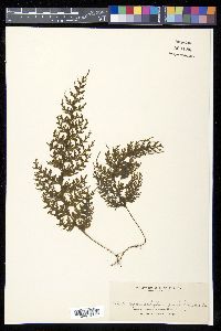 Hymenophyllum junghuhnii image