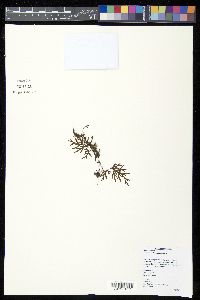 Hymenophyllum imbricatum image