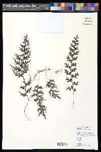 Hymenophyllum imbricatum image