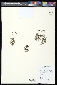 Hymenophyllum imbricatum image