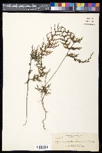 Hymenophyllum imbricatum image