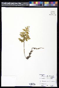 Hymenophyllum scabrum image