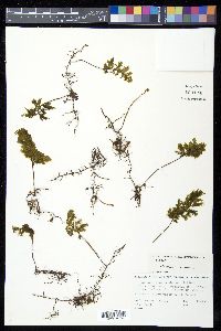 Hymenophyllum scabrum image