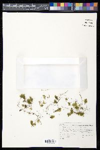 Hymenophyllum rufescens image