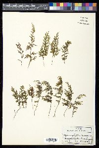 Hymenophyllum recurvum image