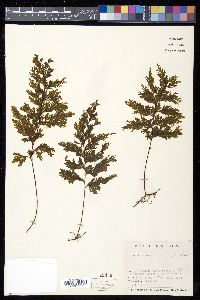 Hymenophyllum scabrum image