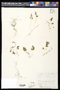 Hymenophyllum rufescens image