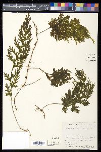 Hymenophyllum dilatatum image