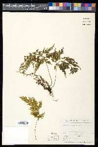 Hymenophyllum demissum image