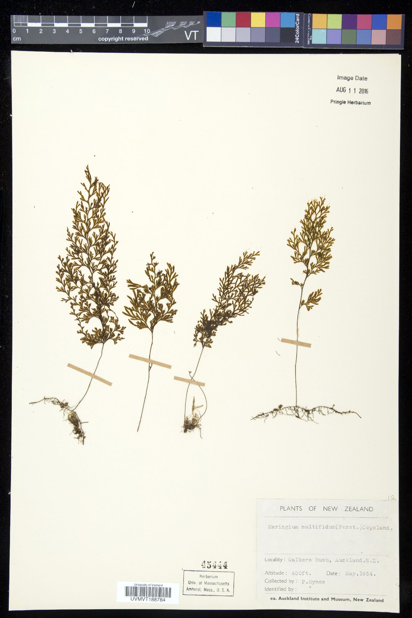 Hymenophyllum multifidum image