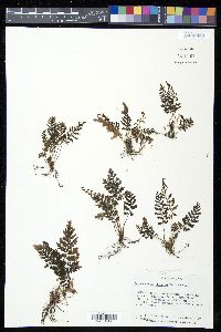 Abrodictyum obscurum image