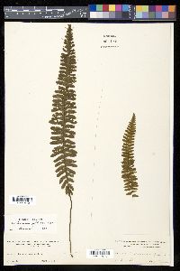 Trichomanes pellucens image
