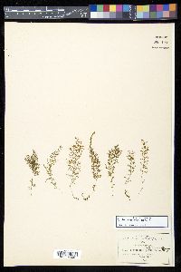 Trichomanes tenerum image
