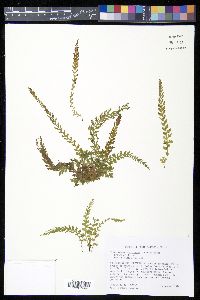 Vandenboschia boschiana image