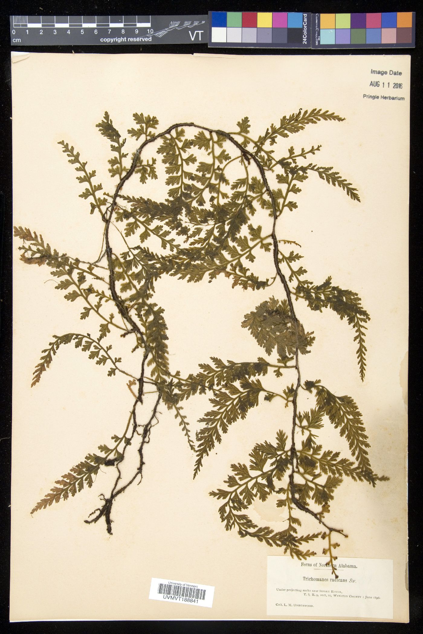 Trichomanes radicans image