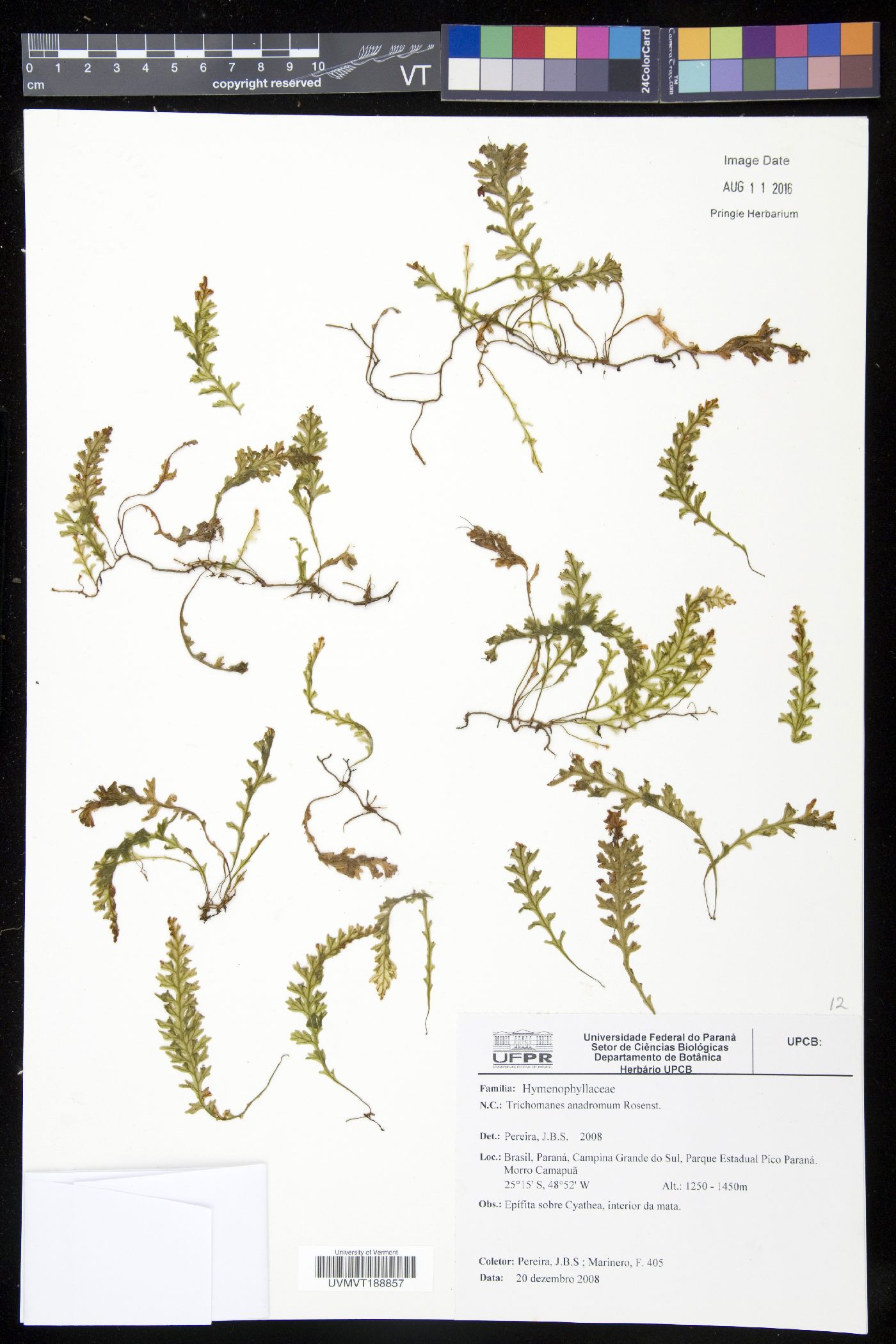 Trichomanes anadromum image