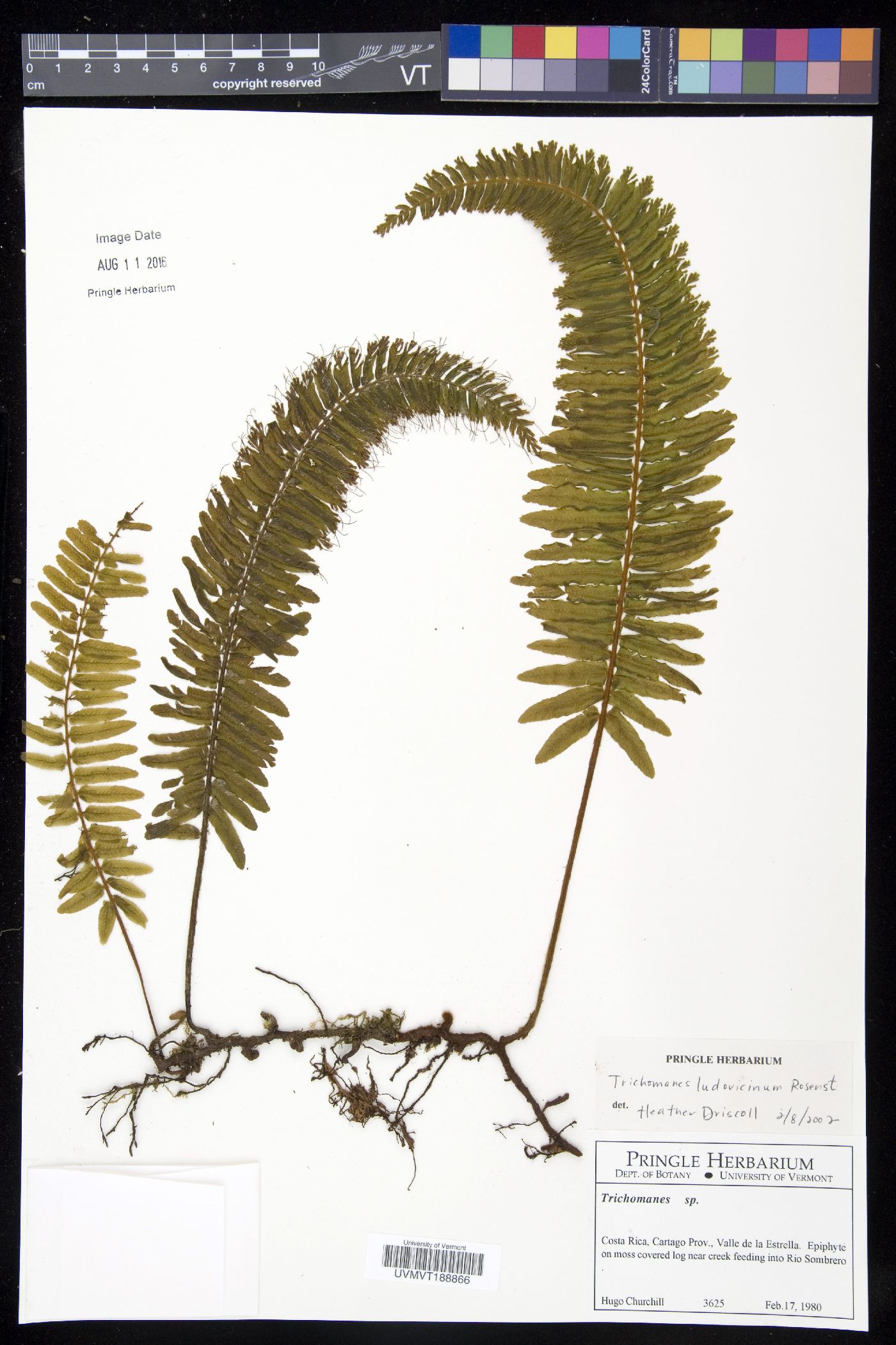 Trichomanes ludovicinum image