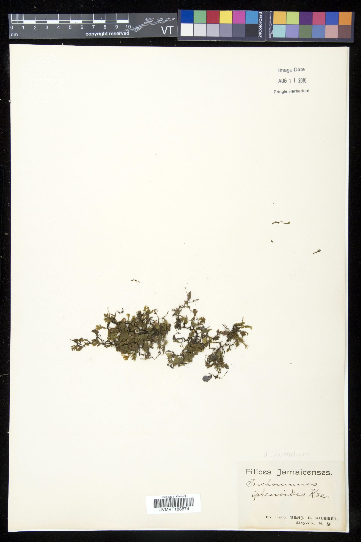Trichomanes sphenoides image