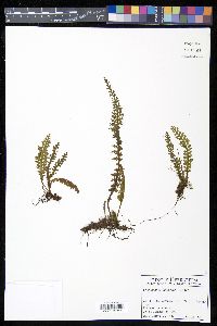 Media resource of Trichomanes kalbreyeri