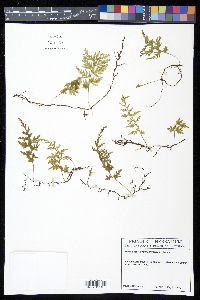 Trichomanes hymenophylloides image