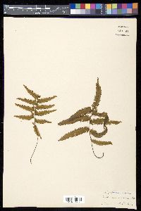 Trichomanes pinnatifidum image