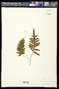 Trichomanes pinnatifidum image