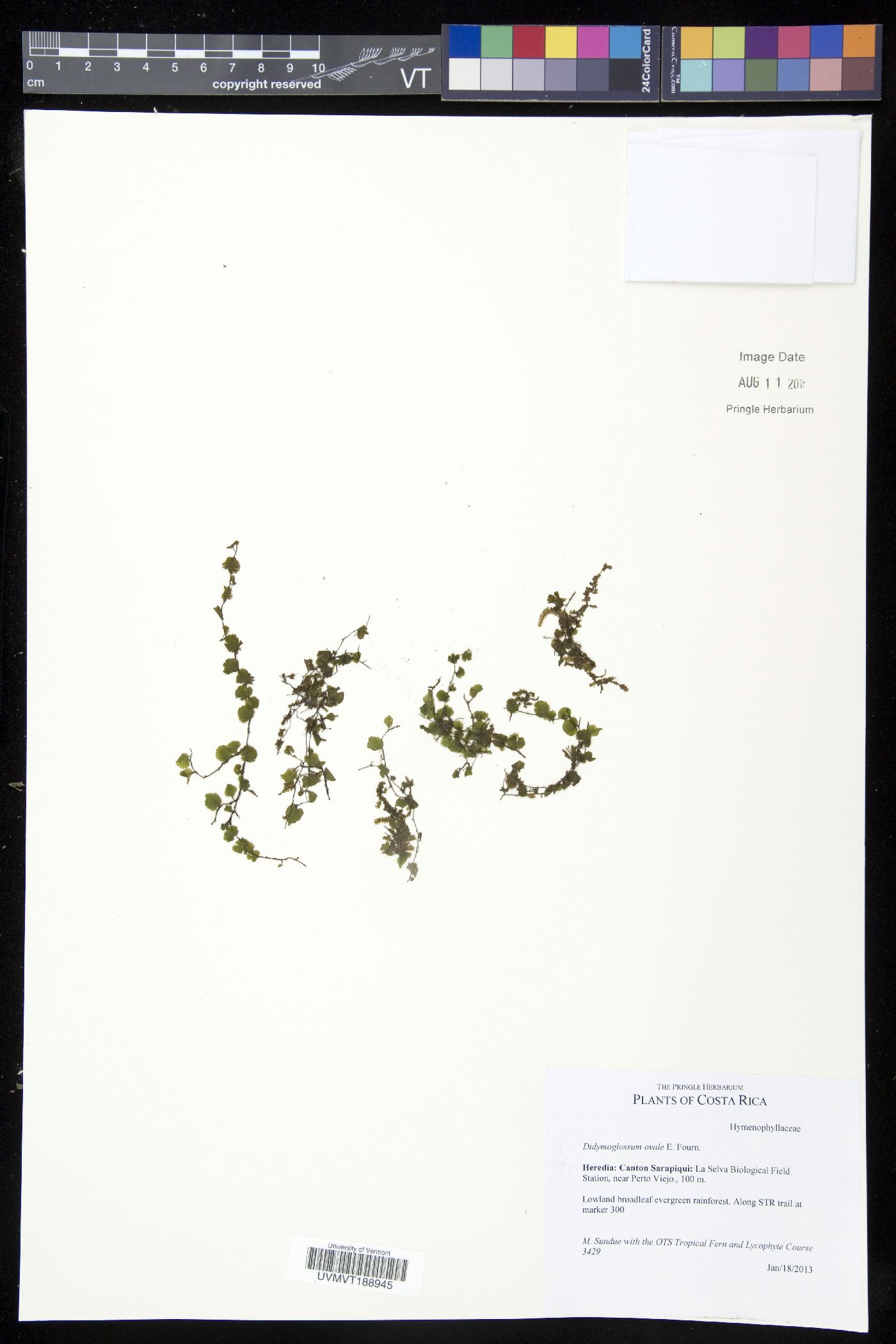 Trichomanes ovale image