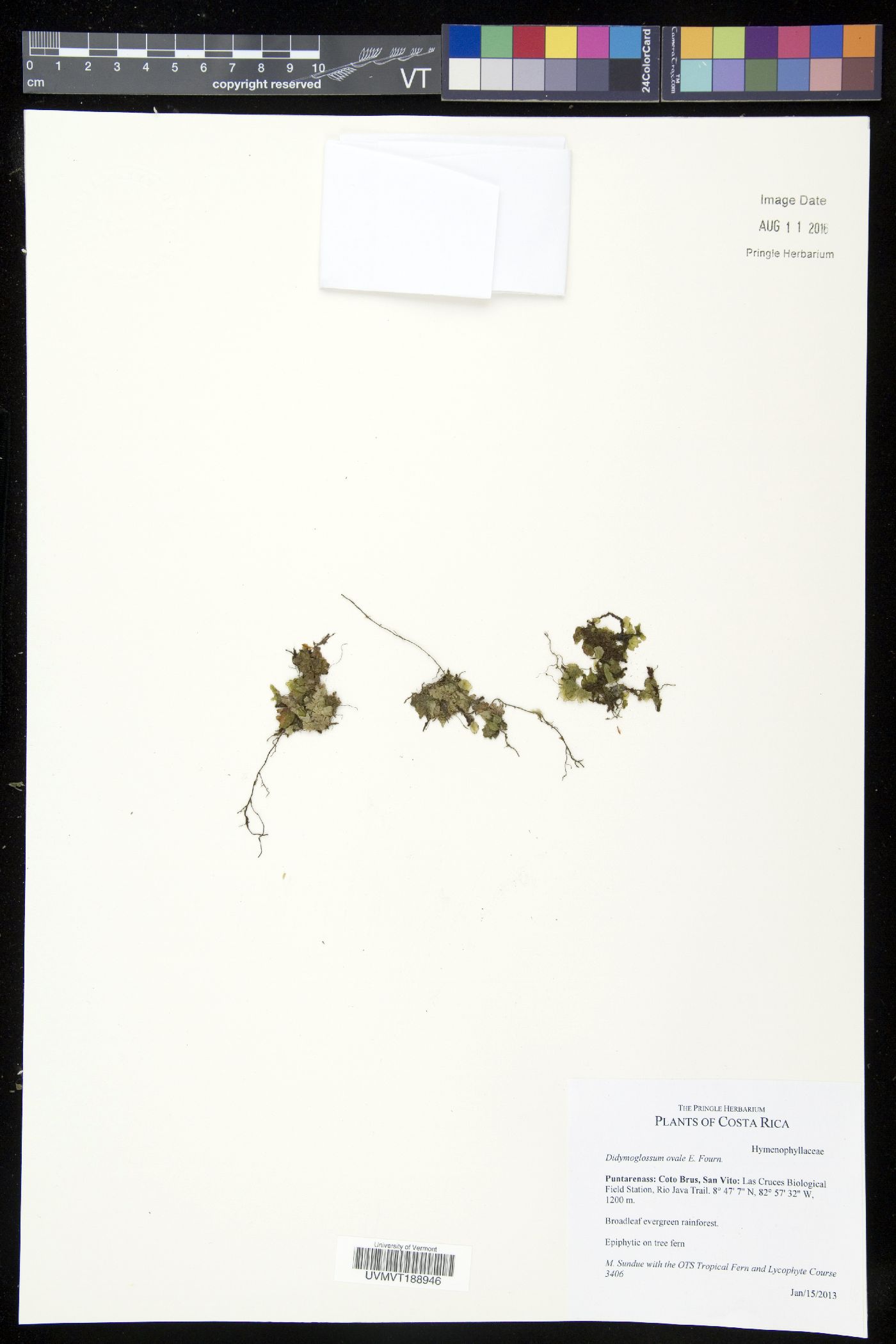 Trichomanes ovale image