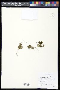 Trichomanes ovale image