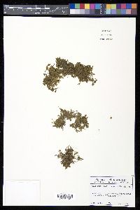 Trichomanes ovale image
