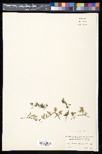 Trichomanes quercifolium image