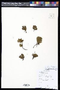 Didymoglossum membranaceum image