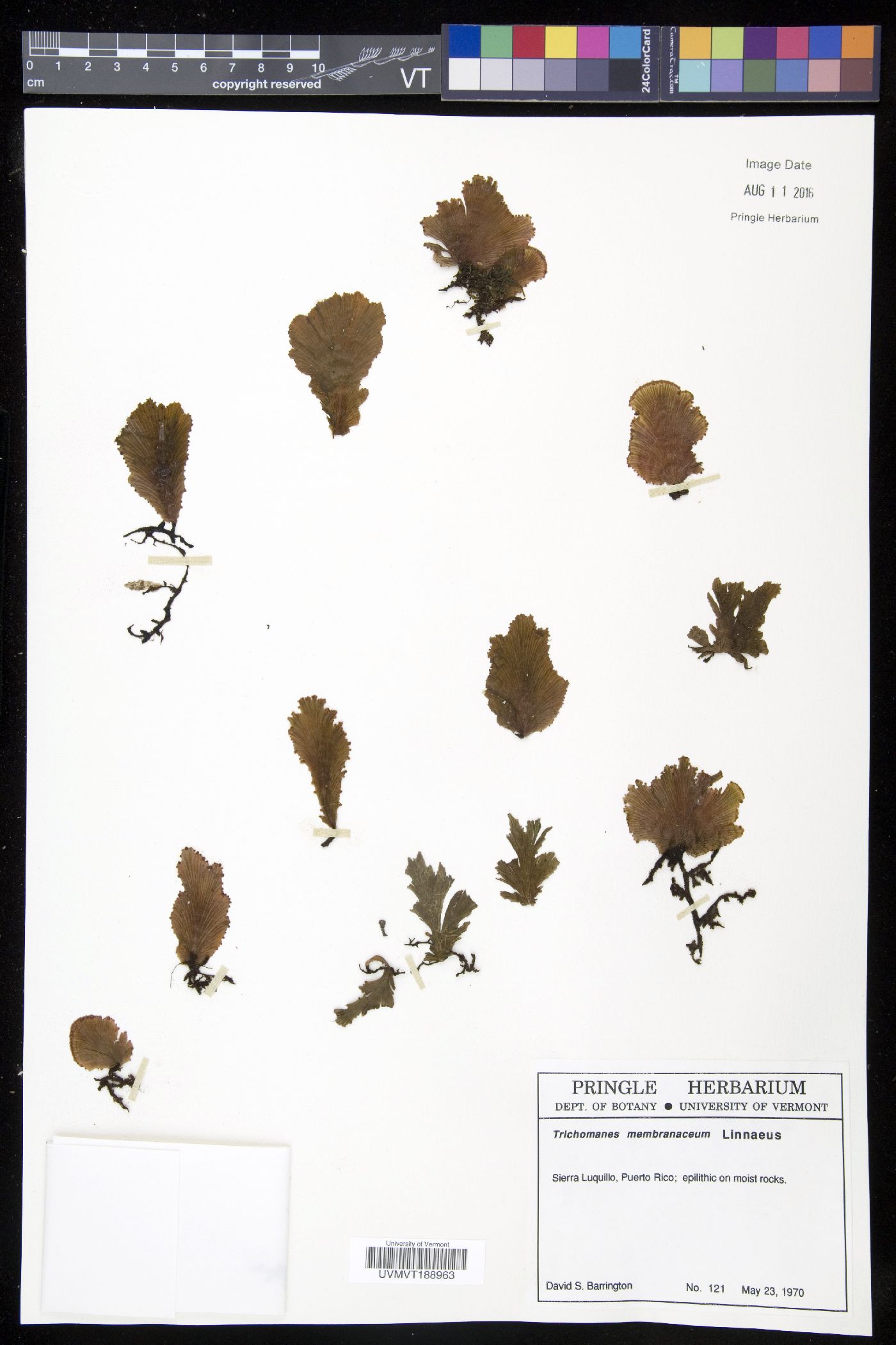 Didymoglossum membranaceum image