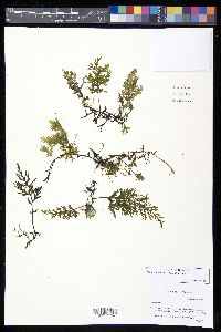 Trichomanes pyxidiferum image