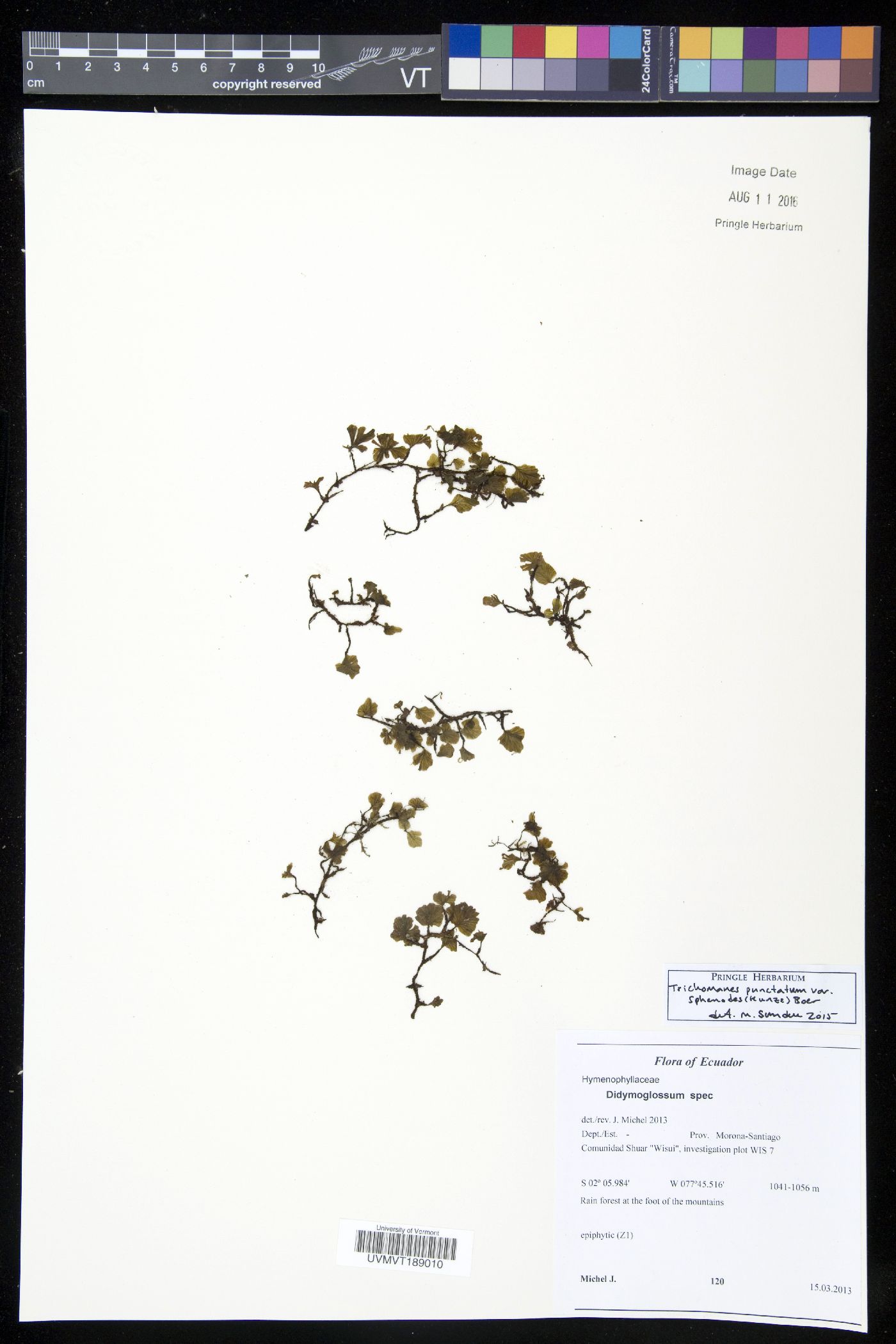 Trichomanes punctatum subsp. sphenoides image