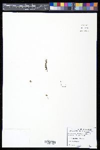 Trichomanes sphenoides image