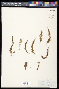 Trichomanes polypodioides image