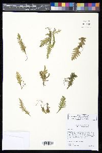 Trichomanes polypodioides image