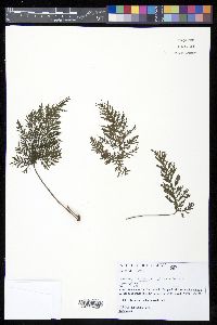 Abrodictyum rigidum image